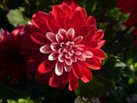 Dahlia (Jiřinka 'Pacific Time' - Dekorační jiřinky)