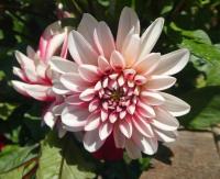 Dahlia (Jiřinka 'Pacific Time' - Dekorační jiřinky)