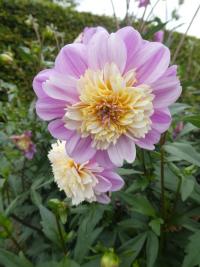 Dahlia (Jiřinka 'Take Off' - Anemonkovité jiřinky)