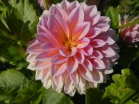 Dahlia (Jiřinka 'Yume-yama-zakura' - Dekorační jiřinky)