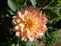 Dahlia (Jiřinka 'Melody Dora' - Dekorační jiřinky)