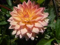 Dahlia (Jiřinka 'Melody Dora' - Dekorační jiřinky)