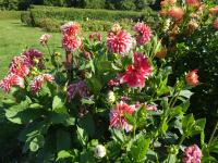 Dahlia (Jiřinka 'Noël' - Třepenité jiřinky)