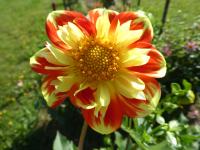 Dahlia (Jiřinka 'Pooh' - Náhrdelníkové jiřinky)