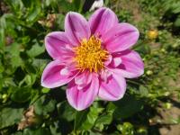 Jiřinka 'Hartenaas' - Náhrdelníkové jiřinky