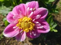 Dahlia (Jiřinka 'Hartenaas' - Náhrdelníkové jiřinky)