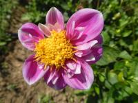 Dahlia (Jiřinka 'Hartenaas' - Náhrdelníkové jiřinky)