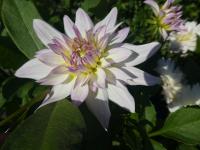 Dahlia (Jiřinka 'Crazy Love' - Dekorační jiřinky)