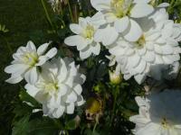 Dahlia (Jiřinka 'Siberia' - Leknínovité jiřinky)