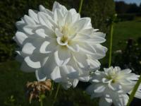 Dahlia (Jiřinka 'Siberia' - Leknínovité jiřinky)