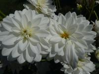 Dahlia (Jiřinka 'Siberia' - Leknínovité jiřinky)