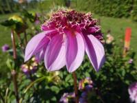 Dahlia (Jiřinka 'Fenna Baaij' - Anemonkovité jiřinky)