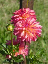Dahlia (Jiřinka 'Belfloor' - Dekorační jiřinky)