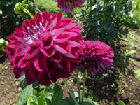 Dahlia (Jiřinka 'Embassy' - Dekorační jiřinky)