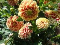 Dahlia (Jiřinka 'Jowey Hubert' - Dekorační jiřinky)