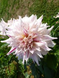 Dahlia (Jiřinka 'Rybnik' - Semikaktusovité jiřinky)