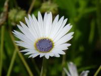 Arctotis venusta (Nerenka)