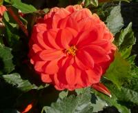 Dahlia (Jiřinka 'Melody Bolero' - Dekorační jiřinky)