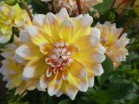 Dahlia (Jiřinka 'Seattle' - Dekorační jiřinky)