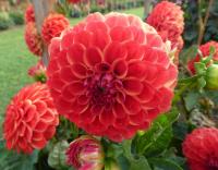 Dahlia (Jiřinka 'Jescot Lingold' - Dekorační jiřinky)