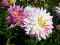 Dahlia (Jiřinka 'Gill's Pastelle' - Semikaktusovité jiřinky)