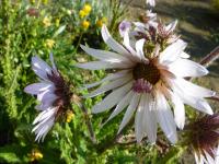 Berkheya cirsiifolia (Berkheya)