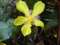 Hibbertia dentata (Hibbertie zubatá)