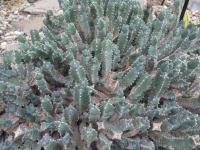 Euphorbia resinifera (Pryšec pryskyřičný)