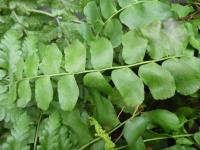 Anemia rotundifolia (Tykadlovka)
