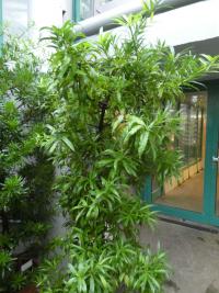 Podocarpus nakaii (Nohoplod Nakaiův)