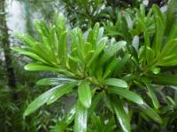 Podocarpus costalis (Nohoplod žebernatý)