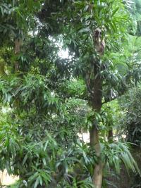 Podocarpus neriifolius (Nohoplod oleandrolistý)