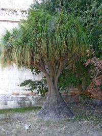 Beaucarnea recurvata (Sloní noha)
