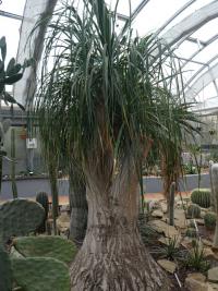 Beaucarnea recurvata (Bokarnea tlustokmenná)