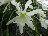 Pamianthe peruviana (Pamianthe)