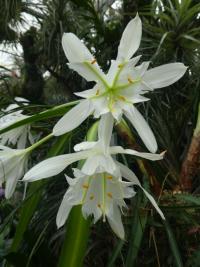 Pamianthe peruviana (Pamianthe)