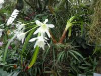 Pamianthe peruviana (Pamianthe)