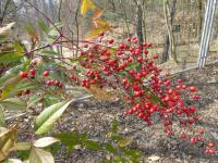Nandina domestica (Nandina domácí 'Rubra')