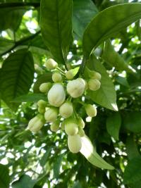 Citrus aurantium (Pomerančovník divoký 'Orlando' - květy)