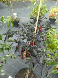 Capsicum annuum (Paprika setá 'Azteco')