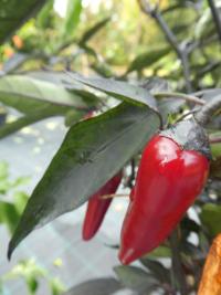 Capsicum annuum (Paprika setá 'Azteco')