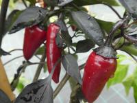 Capsicum annuum (Paprika setá 'Azteco')