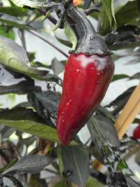 Capsicum annuum (Paprika setá 'Azteco')