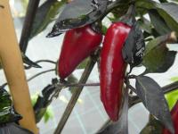 Capsicum annuum (Paprika setá 'Azteco')
