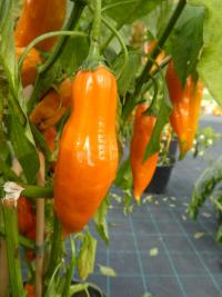 Paprika křídlatá 'Aji Amarillo'