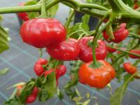 Paprika křídlatá 'Brazilian Starfish'