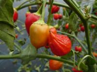 Paprika křídlatá 'Naranga'