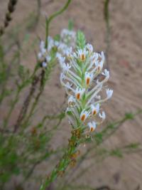 Hebenstrecie - květ