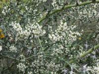 Colletia cruciata (Kolécie křížatá)