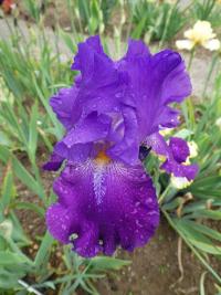 Iris (Kosatec 'Hookem Horns' - Vysoké bradaté kosatce)